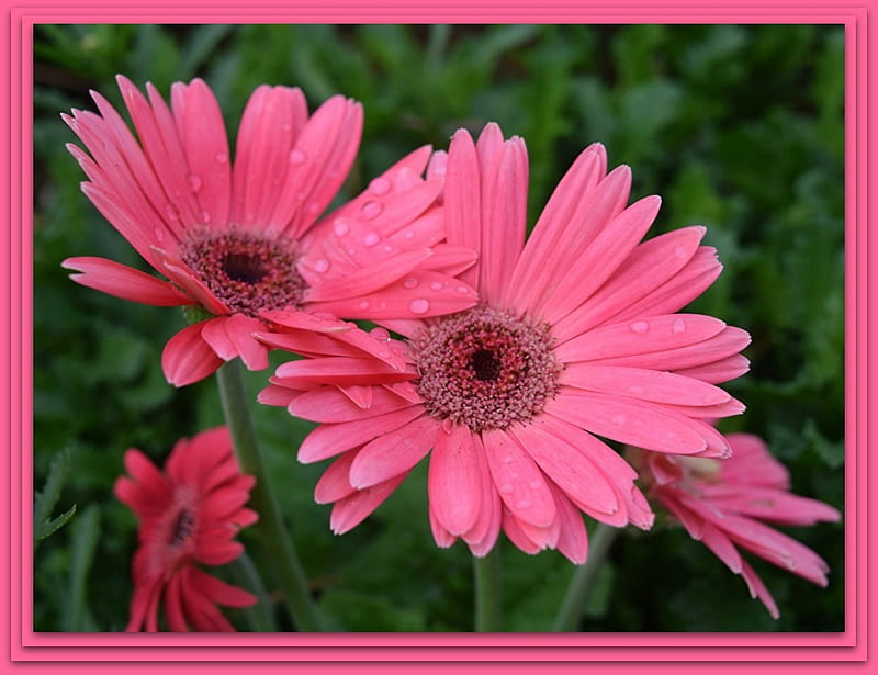 Gerberas rosas, naturaleza, bonitas, flores, Fondo de pantalla HD | Peakpx