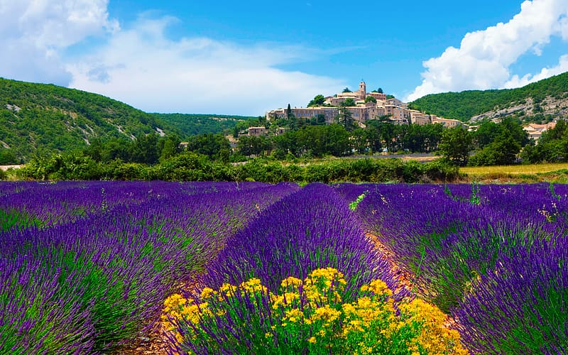 Field, France, Provence, Lavender, , Banon, HD wallpaper