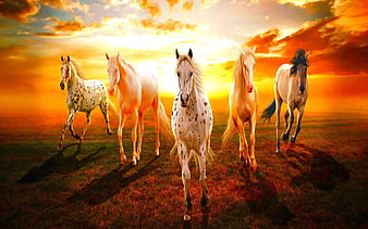 HD five horses wallpapers | Peakpx HD five horses wallpapers | Peakpx