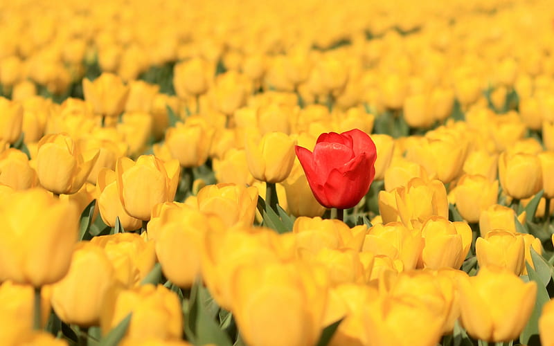 yellow tulips, spring flowers, be different concepts, leader concepts, red tulip, spring, HD wallpaper