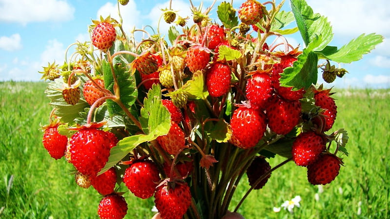 Wild Strawberries, fruit, wild, strawberries, vines, nature, HD wallpaper