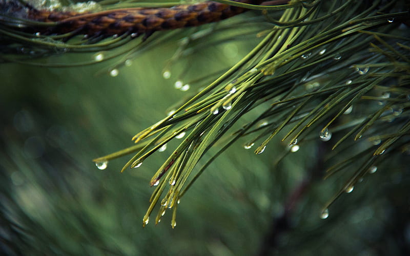 Water Drops On Tree, HD wallpaper