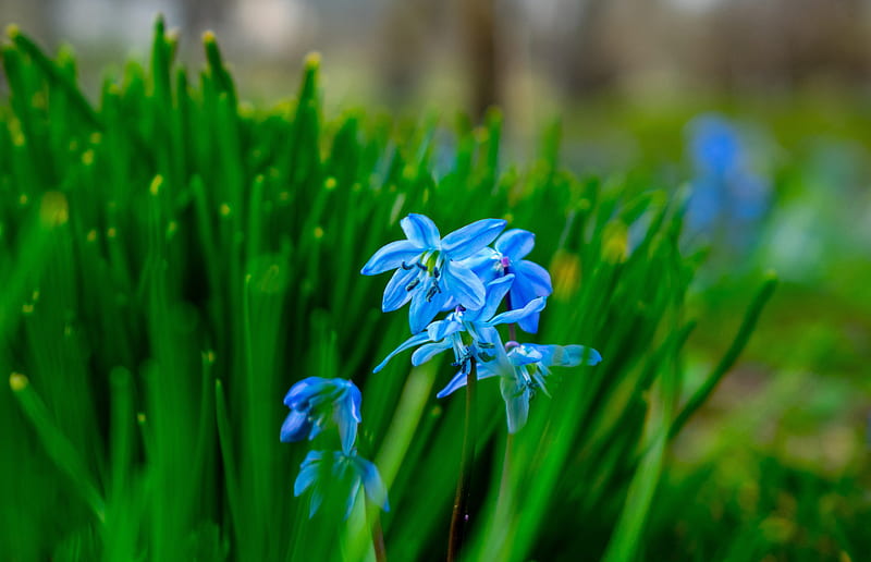 Flowers, Flower, Blue Flower, Bluebell, Blur, Spring, HD wallpaper