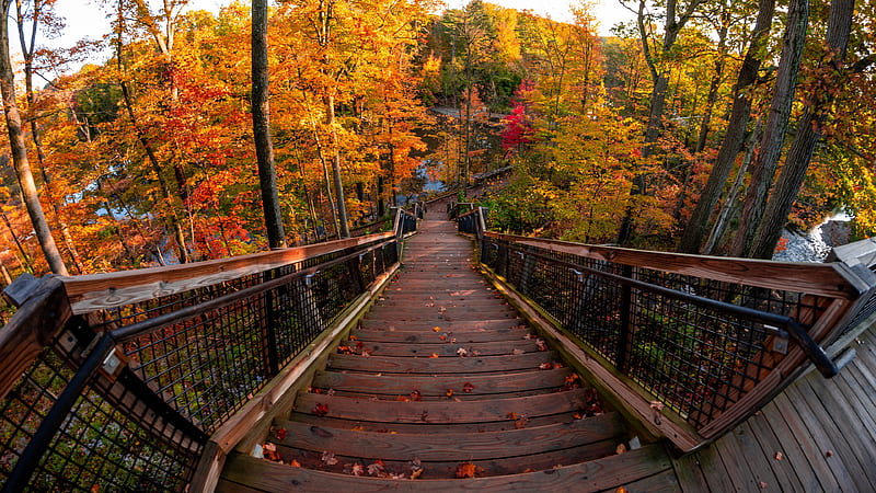 Wooden Stairs Between Trees During Autumn Nature, HD wallpaper