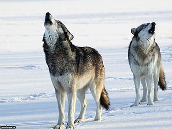 Palabras clave de fondo de pantalla: lobos de la tundra | Peakpx