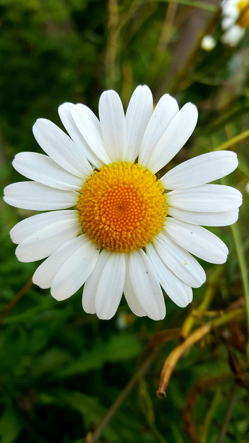 Daisy day, white, flower, bonito, summer day, perfect daisy, HD phone wallpaper
