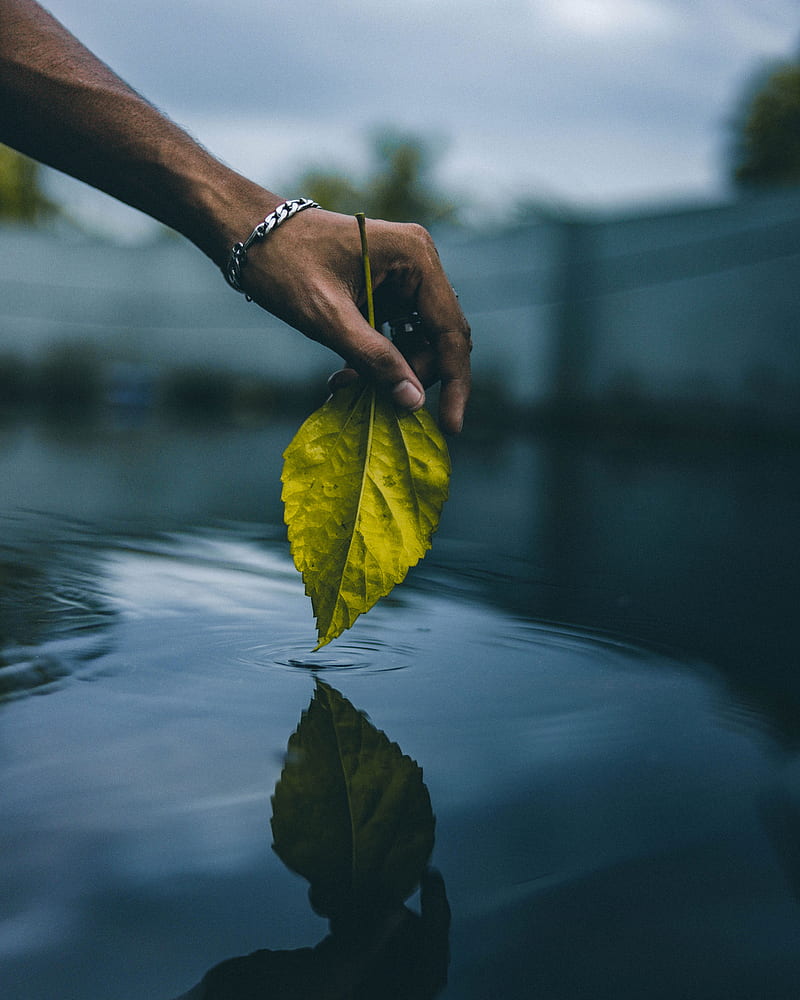 hand, leaf, water, touch, HD phone wallpaper
