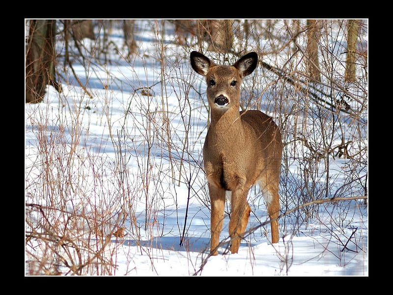 I love you dear deer, cute, adorable, young, deer, HD wallpaper