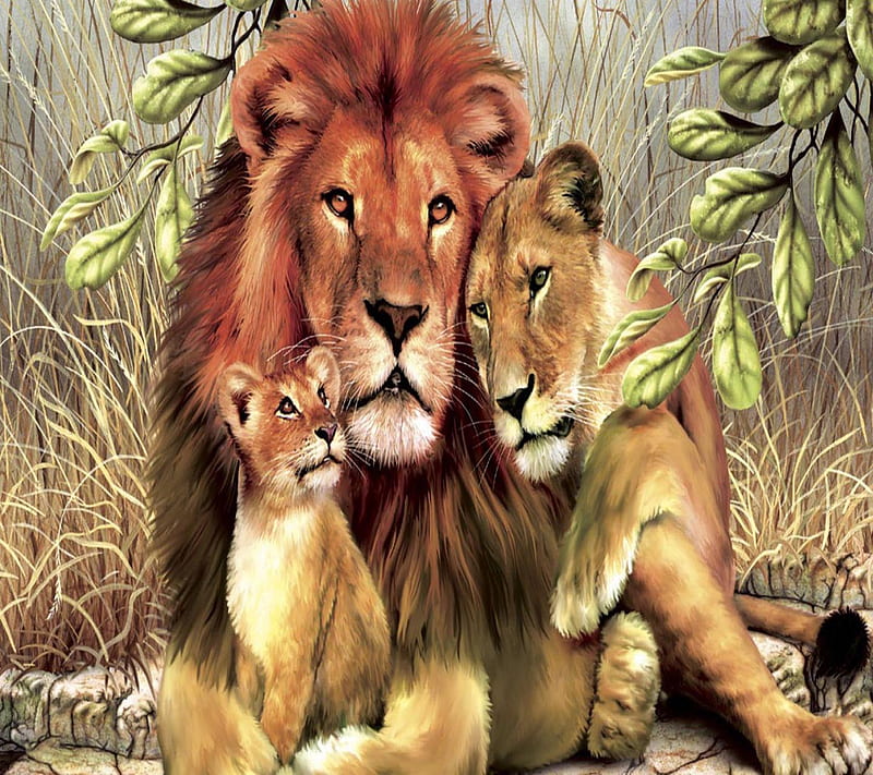 3 Animals Lion, look, nice, HD wallpaper