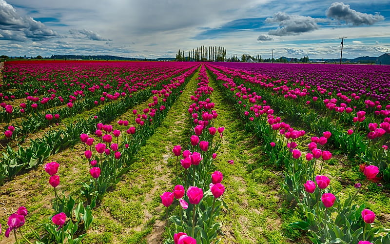 Tulip Field, purple tulips, pink tulips, tulip fields, flower fields