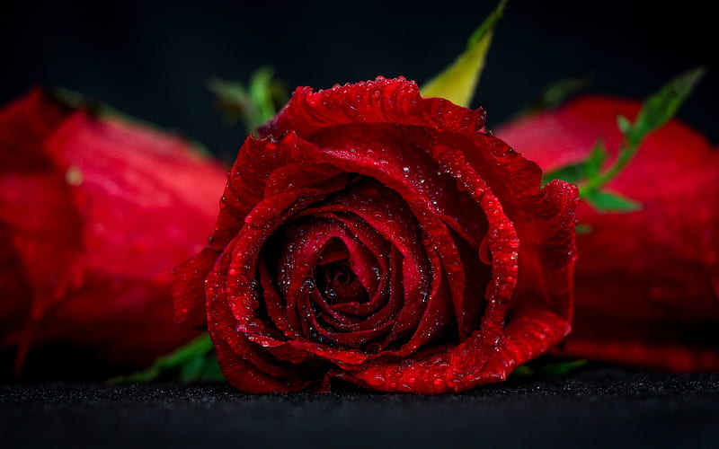 red rose, water drop, red flower, rosebud, bokeh, HD wallpaper