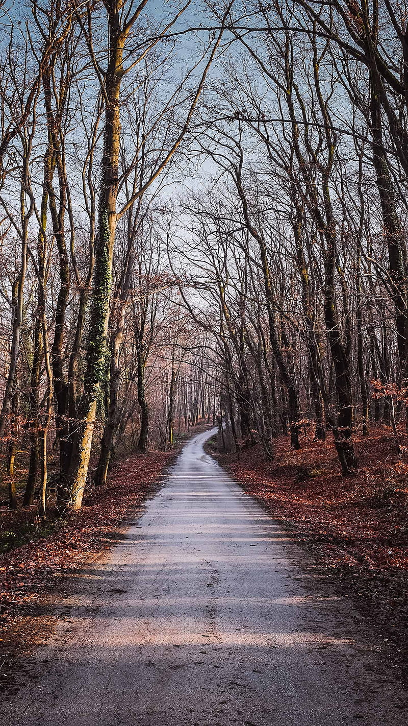 Forest, day, nature, rainy, road, scenery, season, street, weather, HD phone wallpaper