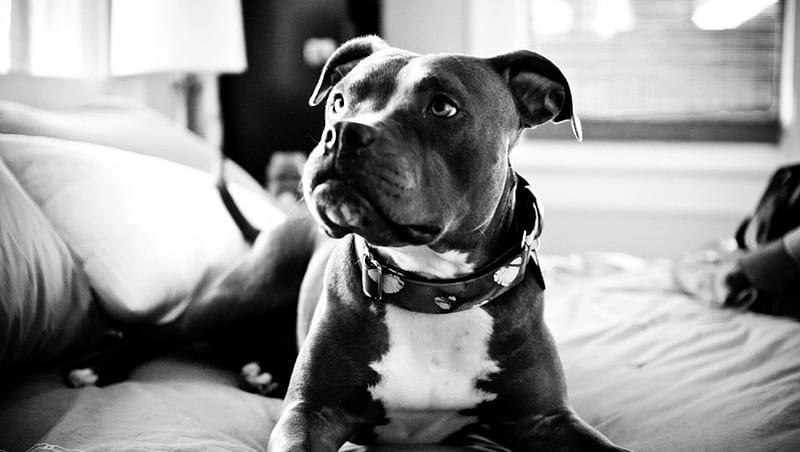 Pitbull, best friend, family, powerful, companion, black and white, playful, perfect, loyal, bonito, canine, sweet, graphy, big, beauty, gorgeous, dog, guardian, smart, pet, guard dog, strong, funny, hop, HD wallpaper