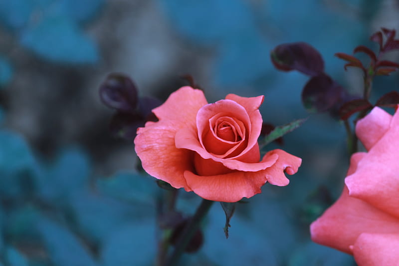 Pink Rose in Bloom, HD wallpaper