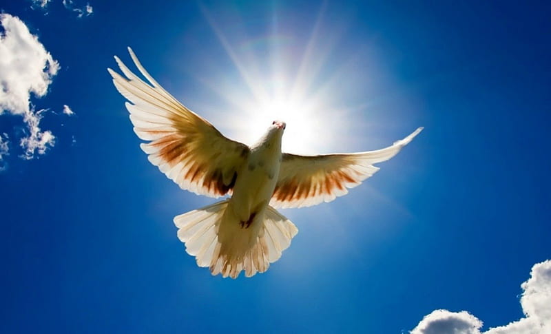 Flying dove, pigeon, bird, sunlight, dove, peace, HD wallpaper