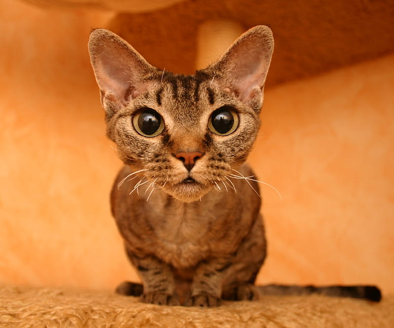 Ojos grandes, felino, gato, gatito, animal, dulce, Fondo de pantalla HD |  Peakpx