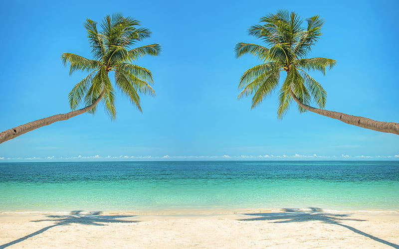 palms on the sea, beach, tropical island, sand, ocean, palm trees, HD wallpaper
