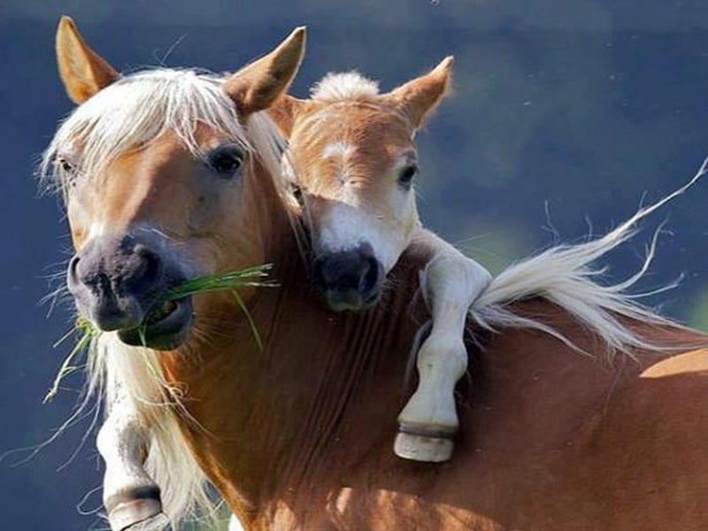 Horse mother and baby, grass, mom, horse, baby, animal, HD wallpaper |  Peakpx