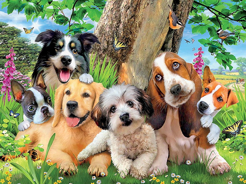 Dogs, art, vara, border collie, butterfly, summer, caine, garden, dog, HD wallpaper