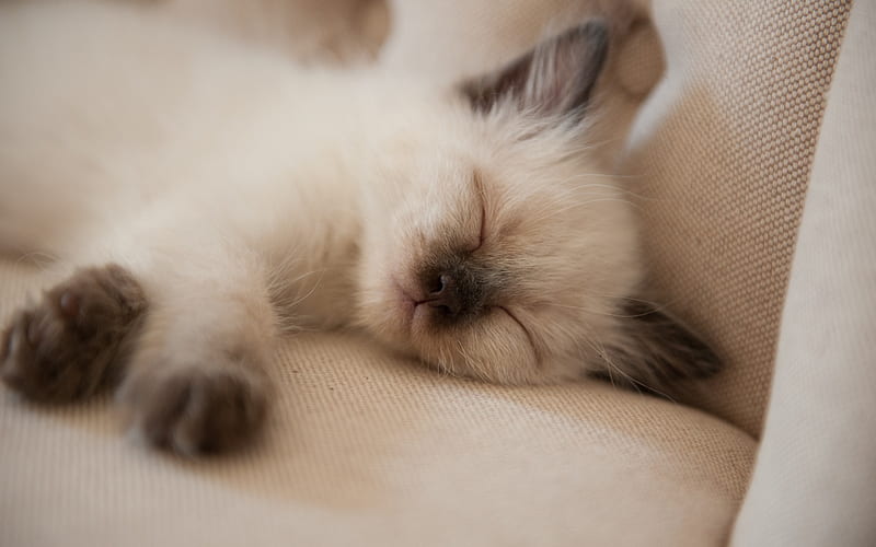 sleeping kitten, small white cat, Birman cat, domestic cat breed, kittens, HD wallpaper
