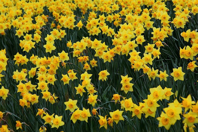 A field of daffodils, yellow, pretty, daffodils, field, HD wallpaper
