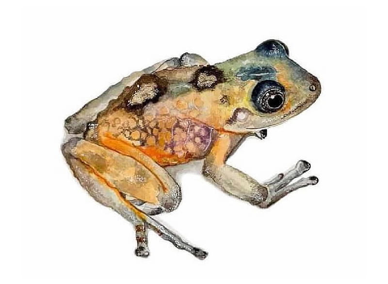 Frog, Animals, Freshwater animals, zoology, HD wallpaper
