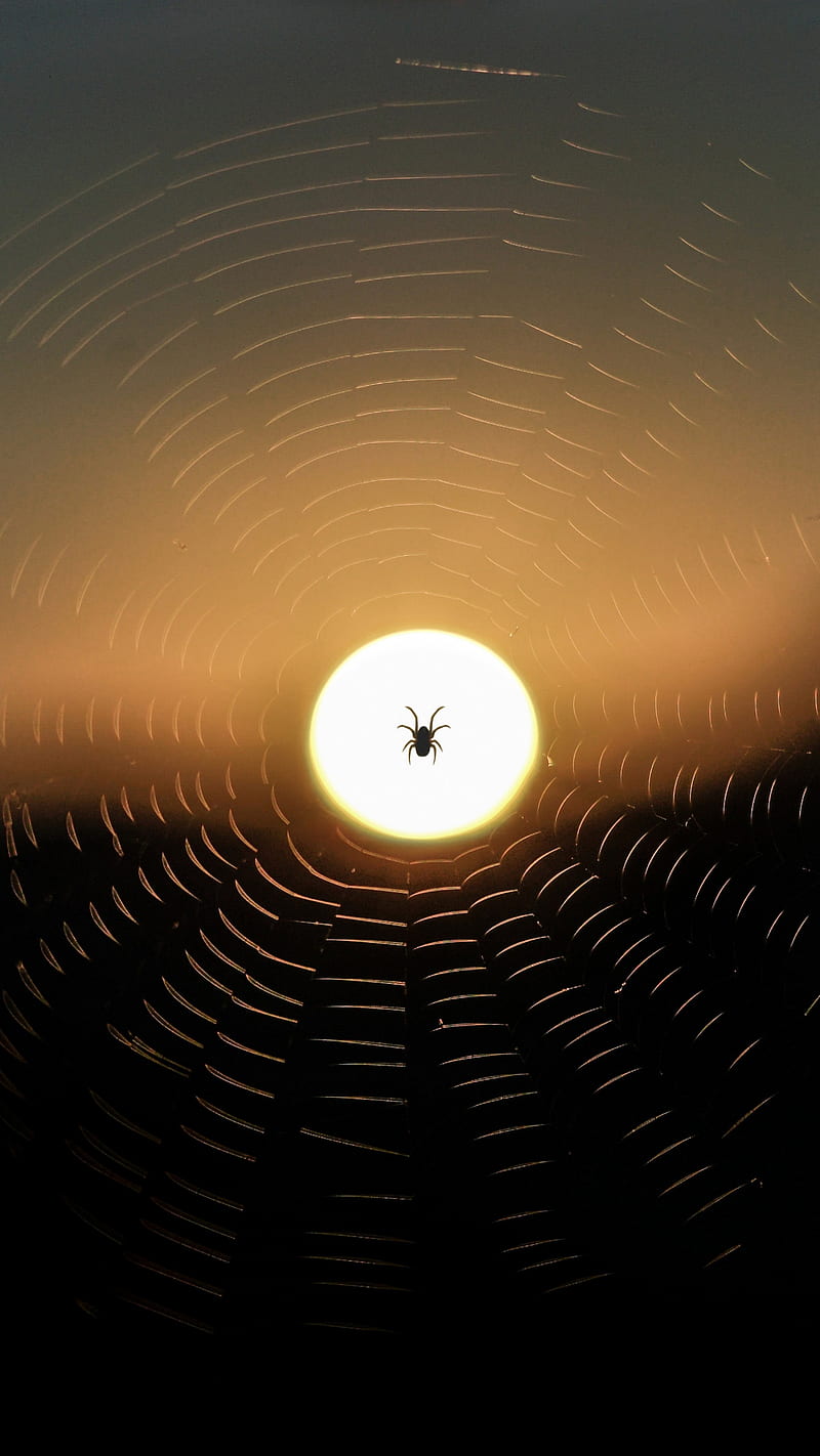 spider, web, sun, sunset, dark, HD phone wallpaper