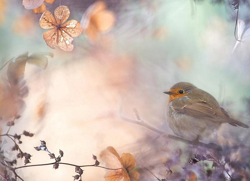 Robin, cute, bough, bird, spring, soft, HD wallpaper