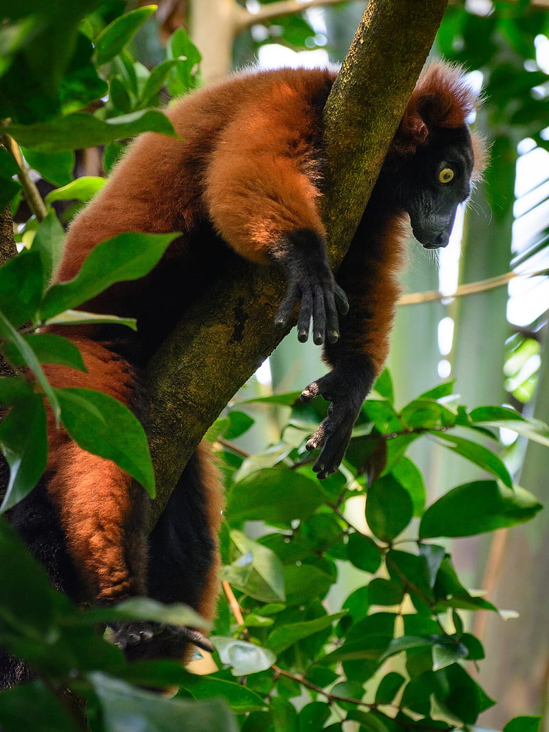 lemur, animal, tree, HD phone wallpaper