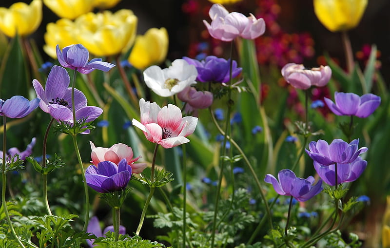 Anemones, green, yellow, flower, summer, pink, blue, field, anemone, HD wallpaper