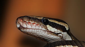 bola python, ular sanca, bola, kepala, ular, reptil, wallpaper HD