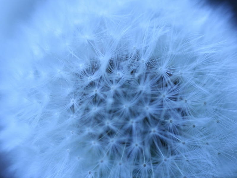 dandelion head in blue, puff, fluffy field flowers, seeds, dandelion, cool, close up, macro, flowers, nature, weeds, natural, blue, HD wallpaper