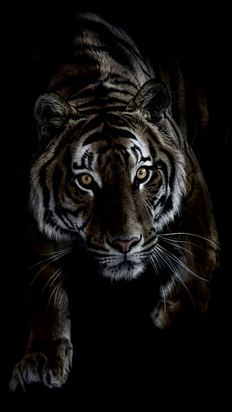 Tiger, wild, HD phone wallpaper | Peakpx