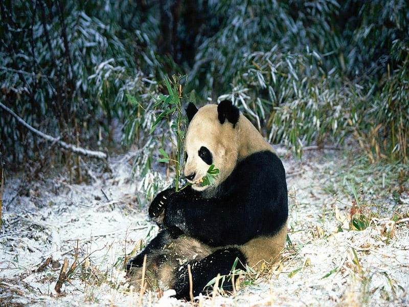 panda, endangered, wild, china, bear, animal, bamboo, HD wallpaper