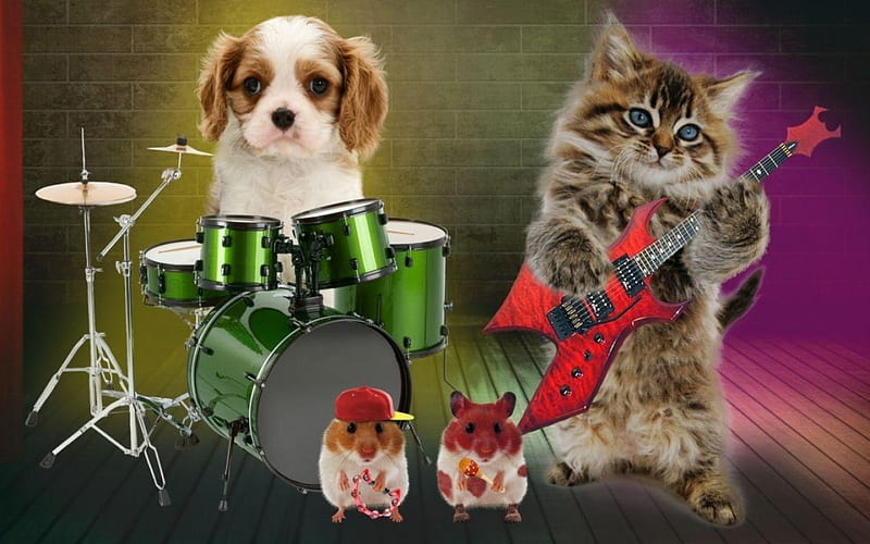 Funny band, red, hamster, band, drum, animal, instrument, green, pisica, dog, puppy, caine, cat, hat, cute, guitar, funny, kitten, HD wallpaper