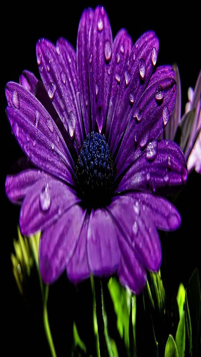 Purple Flower Bonito Cute Look Nice Hd Mobile Wallpaper Peakpx