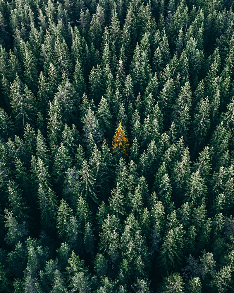 forest, aerial view, trees, treetops, conifer, HD phone wallpaper
