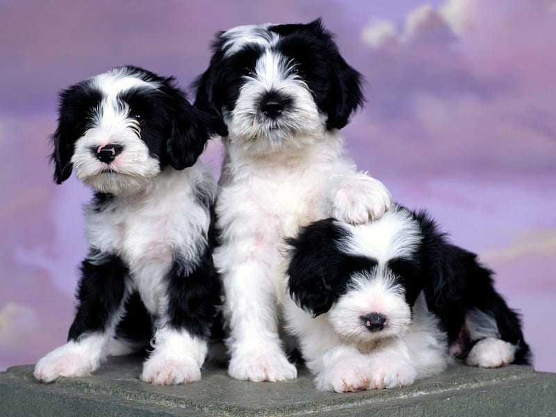 Tibetan Terriers, puppies, domestic, black, white, tibetan terrier, dogs, HD wallpaper