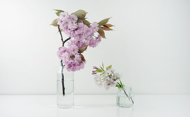 Spring Cherry Blossom in a Glass Bottle Ultra, Seasons, Spring, Flowers, Table, Decoration, Blossom, Vase, HD wallpaper