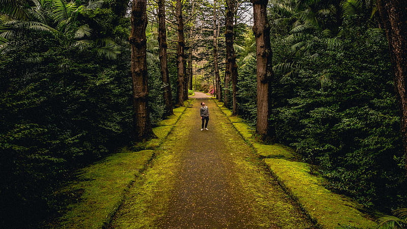Man Is Standing Alone On Road Between Green Trees Forest Alone, HD wallpaper