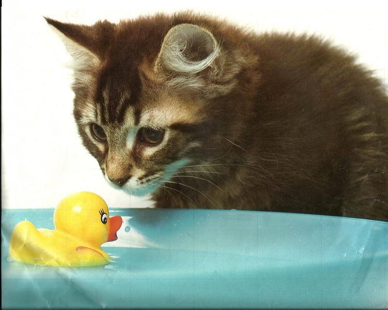 Kitten with a rubber duck, cute, paws, water, rubber duck, kitten, bowl, HD wallpaper