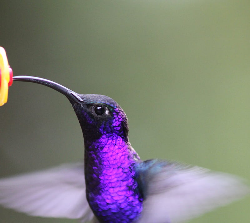 Violet hummingbird, bird, hummer, HD wallpaper | Peakpx