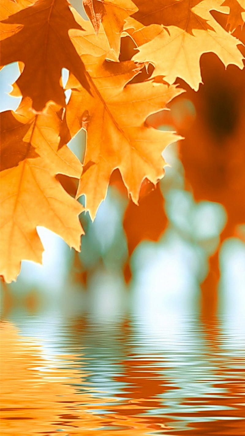 Autumn Ripples, autumn leaves, nature, HD phone wallpaper