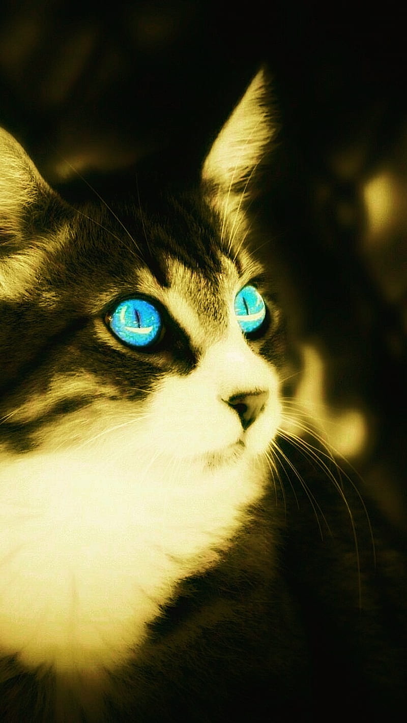Cat cats kitten, black, blue, eyes, horror, husband, love, HD phone ...