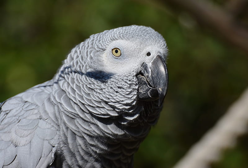 Grey Parrot, African, Close up, Big, gris, Bird, Parrot, HD wallpaper