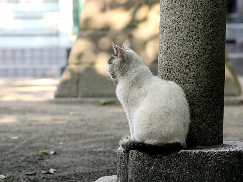 Cat leisure time - Snapshot of cats in temples life 22, HD wallpaper