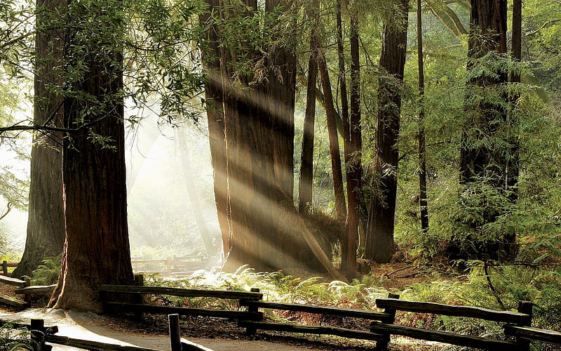 muir-woods, forest, sun, trees, HD wallpaper