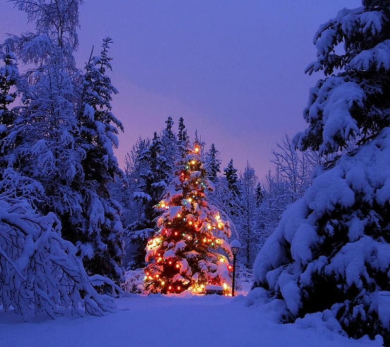 Christmas Tree, lights, snow, winter, HD wallpaper