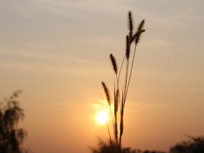 AGAINST THE SUNSET, sun, grasses, sunsets, silouettes, pink, HD wallpaper