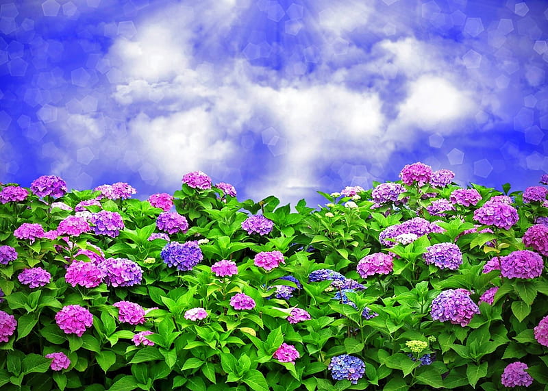 Flores de colores, coloridas, flores, nubes, cielo, hortensias, Fondo de  pantalla HD | Peakpx
